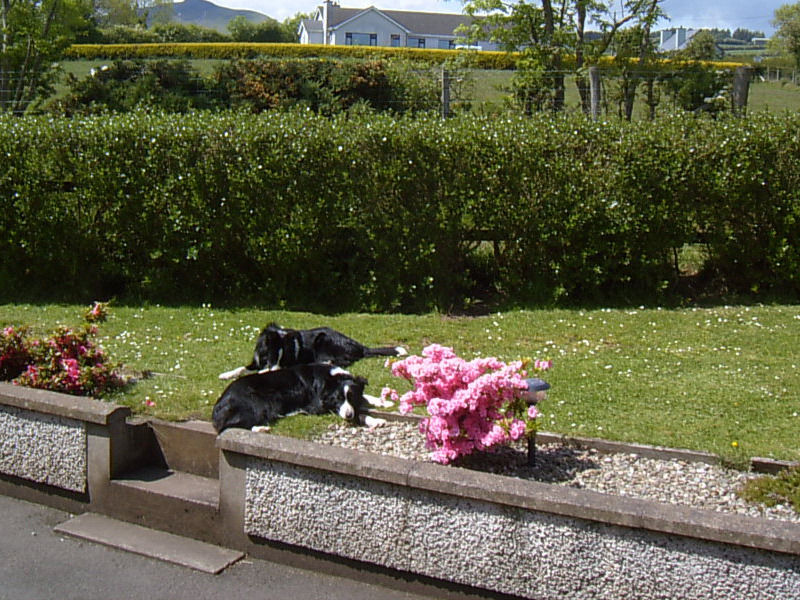 Garron View Bed and Breakfast Cushendall Εξωτερικό φωτογραφία
